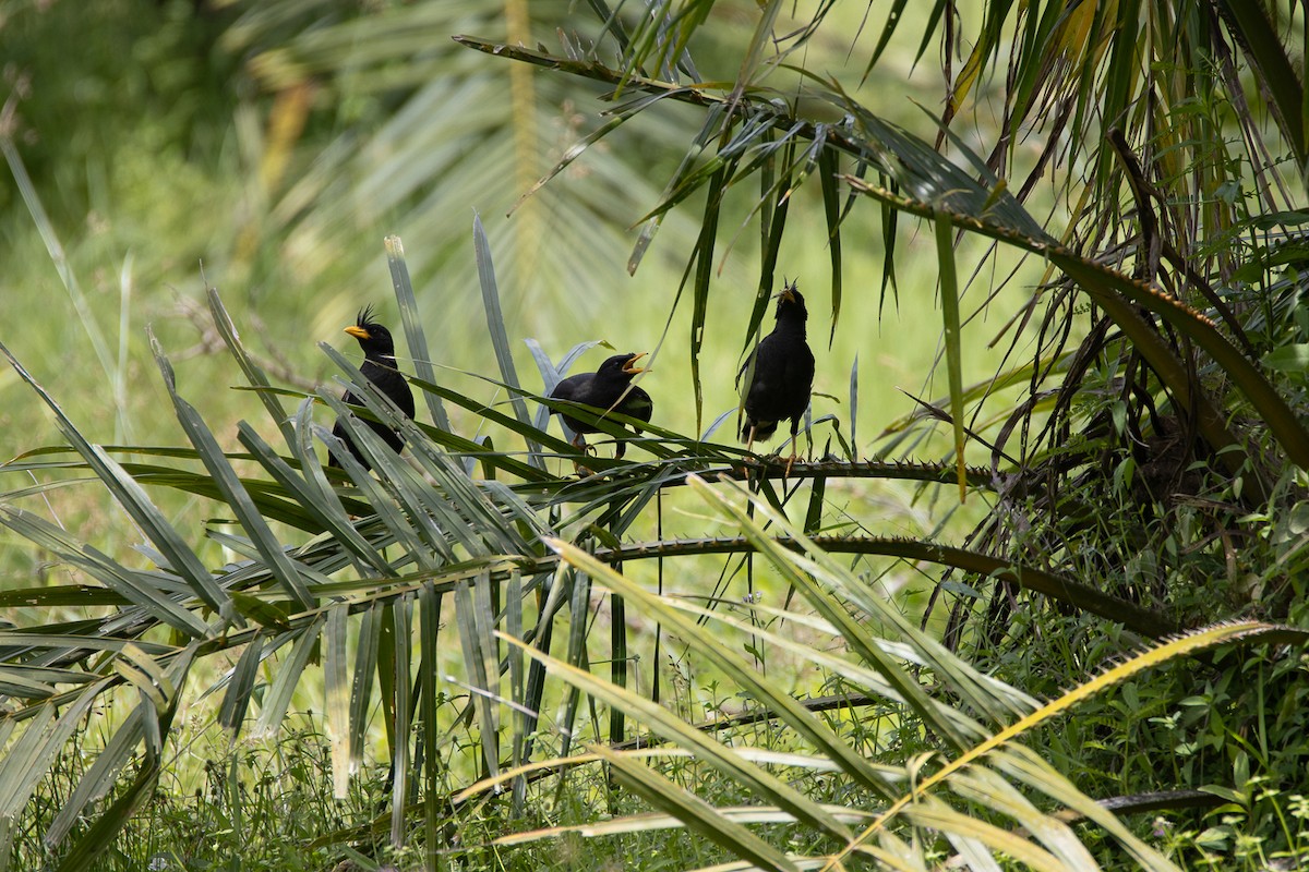 Great Myna - ML642639911