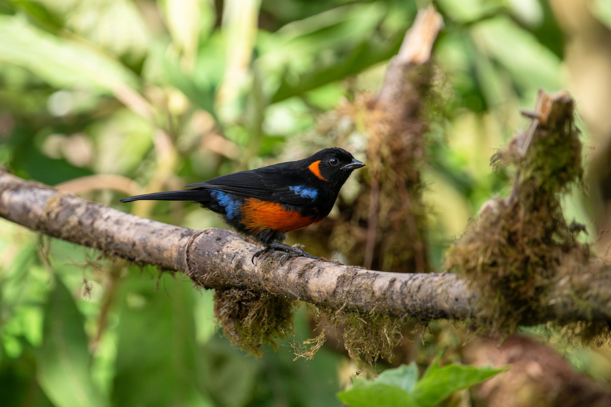 Scarlet-bellied Mountain Tanager - ML642639941