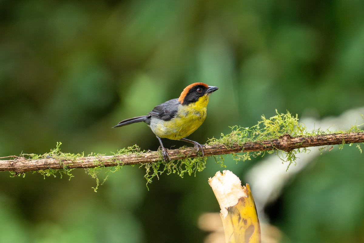 Atlapetes Pechiamarillo - ML642639962