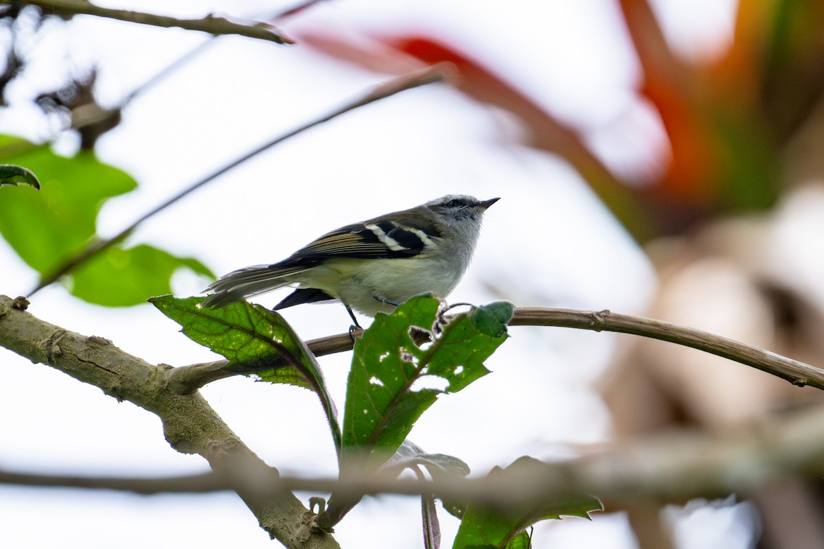 White-banded Tyrannulet - ML642639985