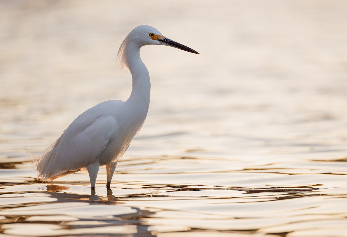 Snowy Egret - ML642640005