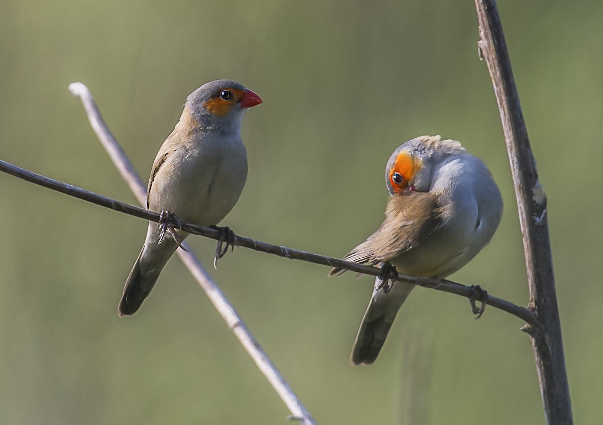 Orange-cheeked Waxbill - ML642640011