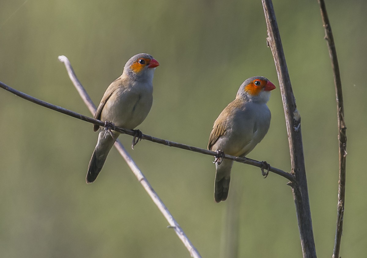 Orange-cheeked Waxbill - ML642640012