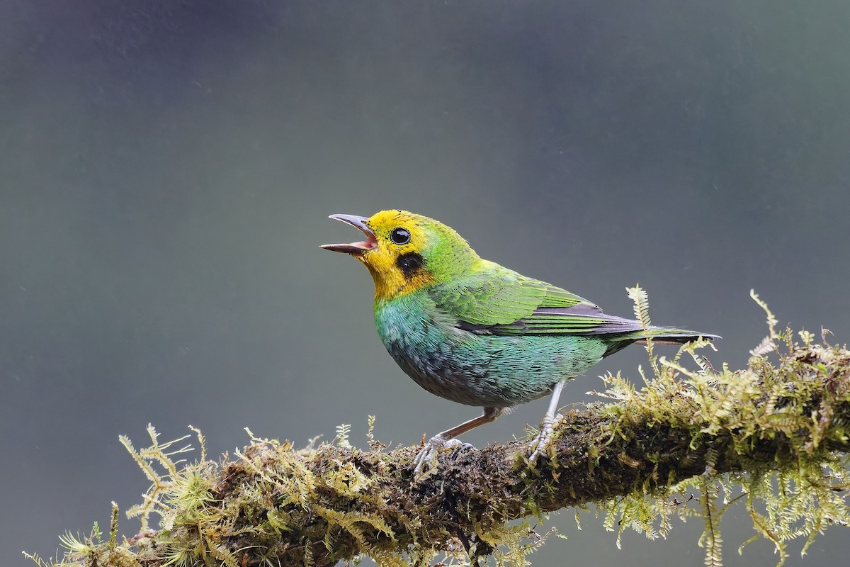 Multicolored Tanager - ML642640013