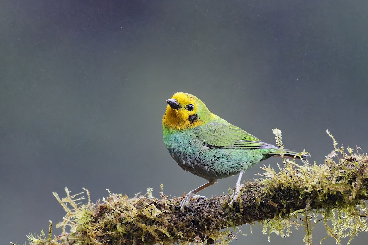 Multicolored Tanager - ML642640014
