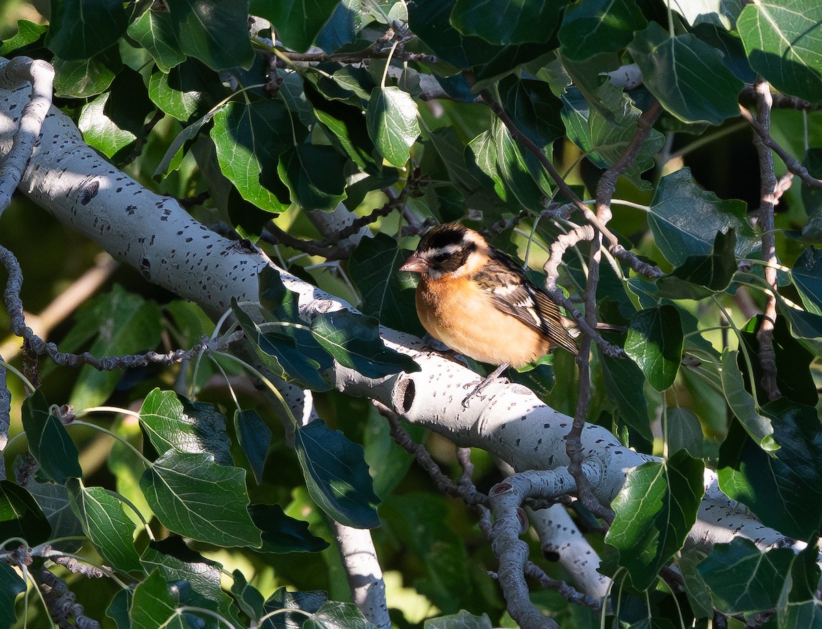 Black-headed Grosbeak - ML642640016