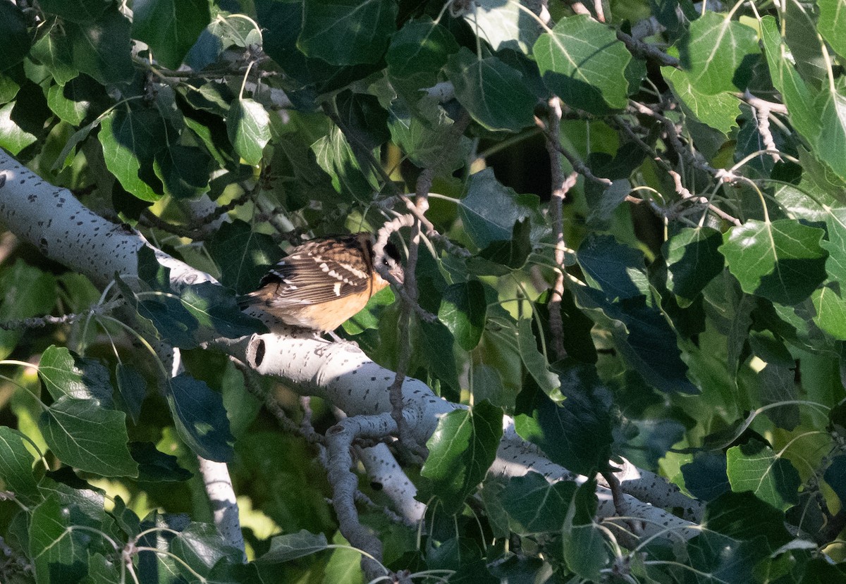 Black-headed Grosbeak - ML642640018