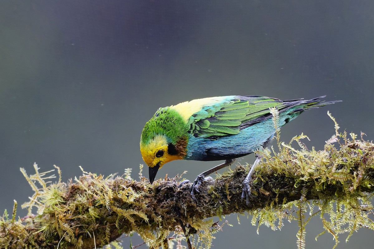 Multicolored Tanager - ML642640019