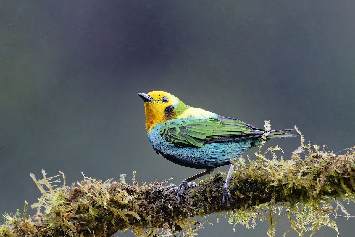 Multicolored Tanager - ML642640020