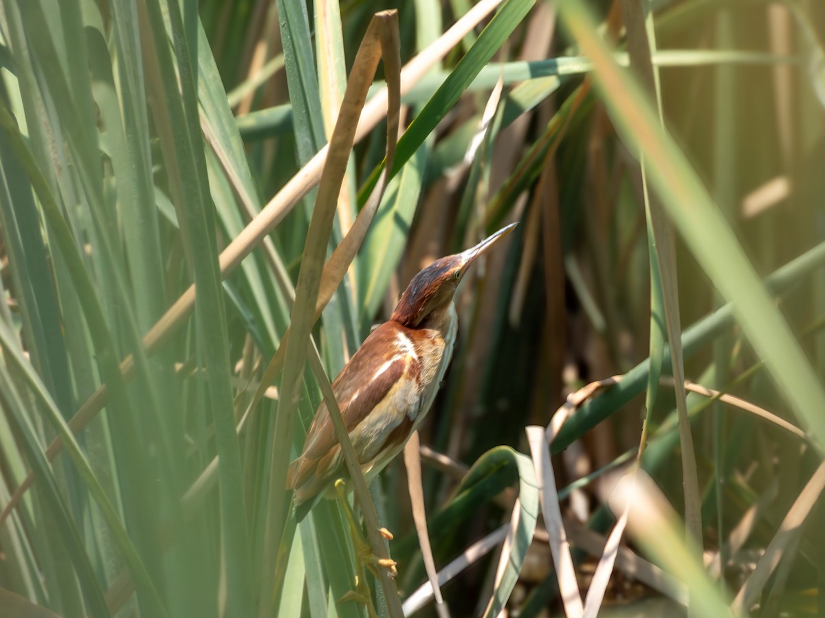 Least Bittern - ML642640021