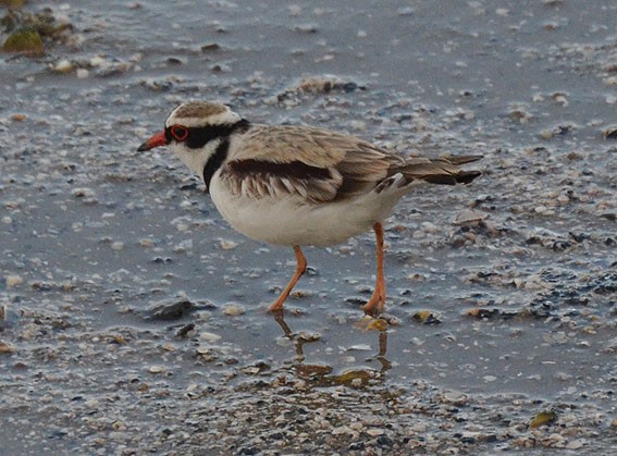 Black-fronted Dotterel - ML642640038