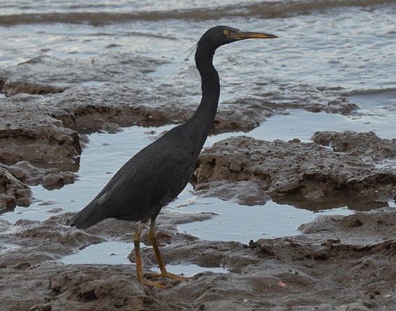 Pacific Reef-Heron - ML642640048