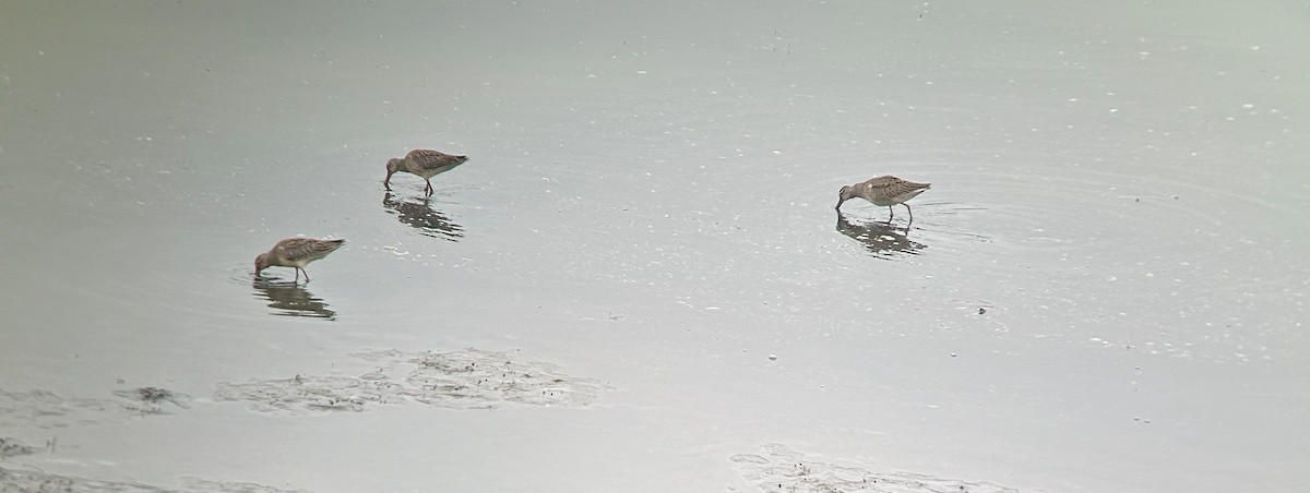 Short-billed/Long-billed Dowitcher - ML642640052