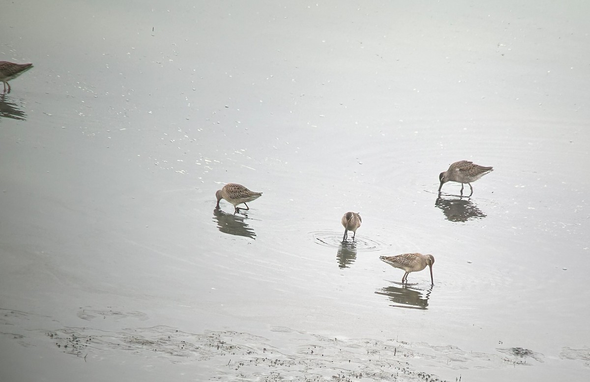 Short-billed/Long-billed Dowitcher - ML642640053
