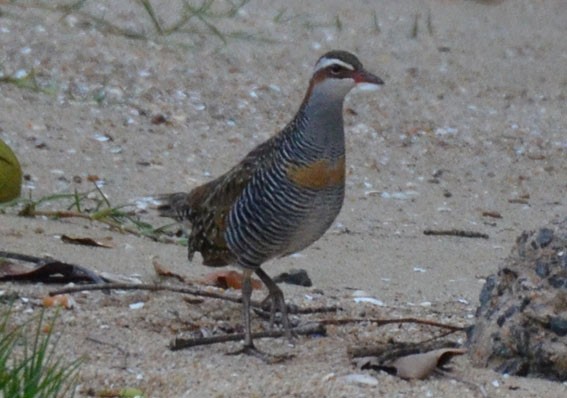 Buff-banded Rail - ML642640055