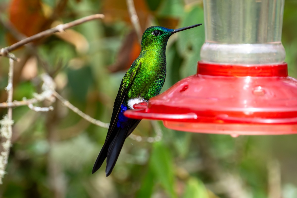 Sapphire-vented Puffleg - ML642640056