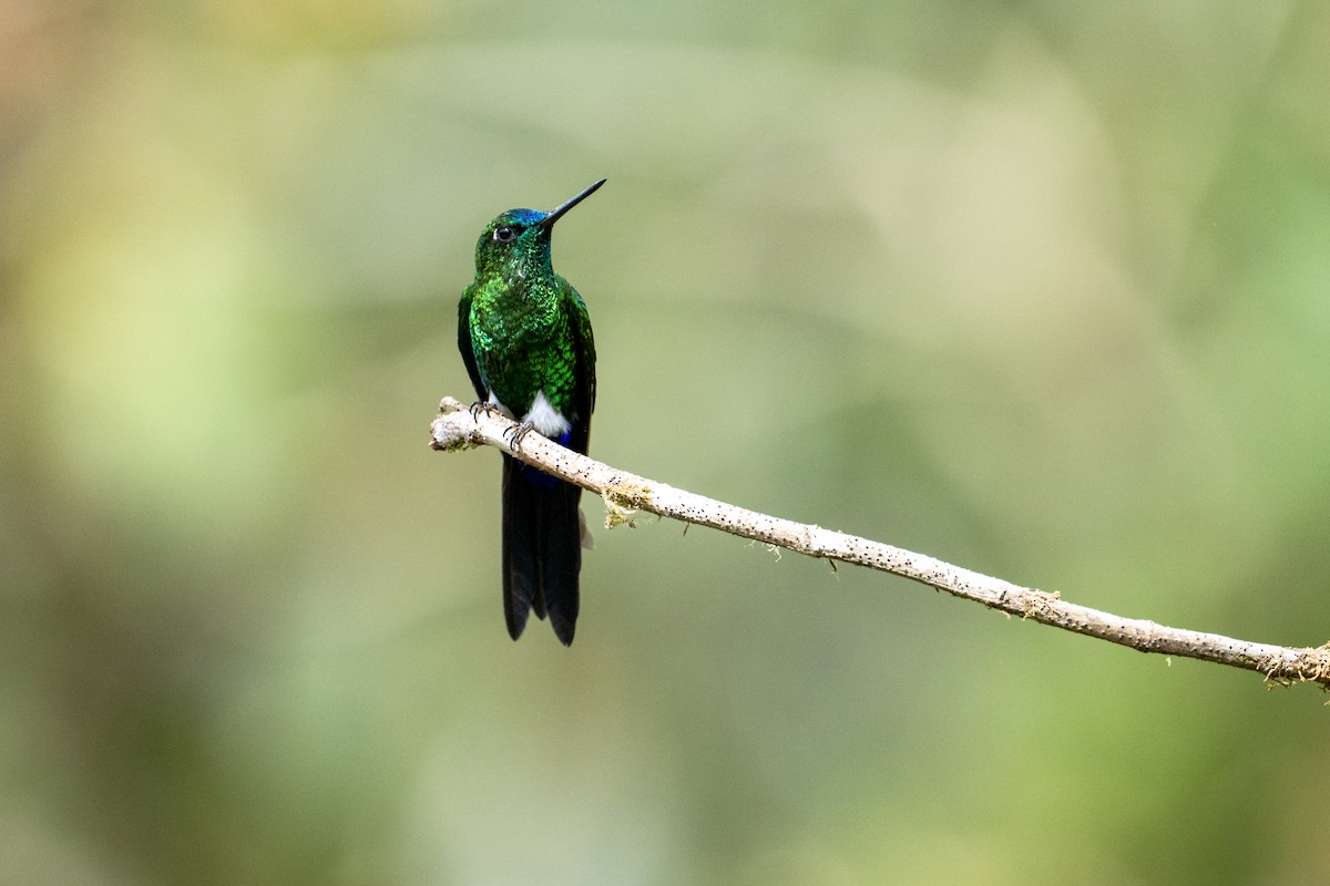 Sapphire-vented Puffleg - ML642640057
