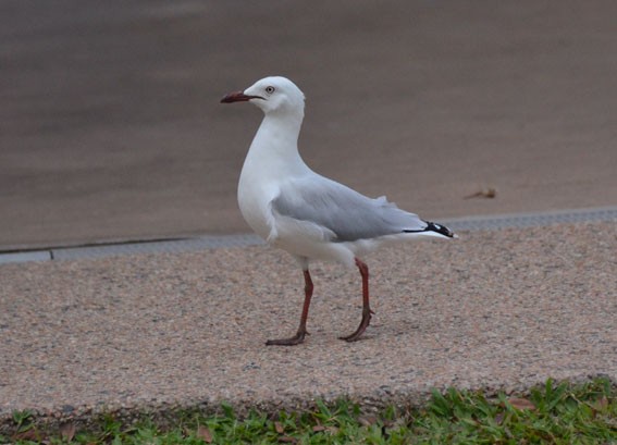 Silver Gull - ML642640059