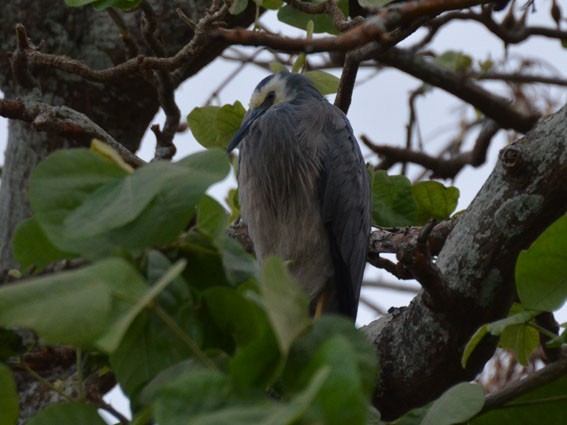 White-faced Heron - ML642640065