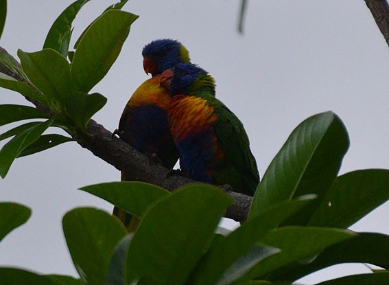 Rainbow Lorikeet - ML642640068