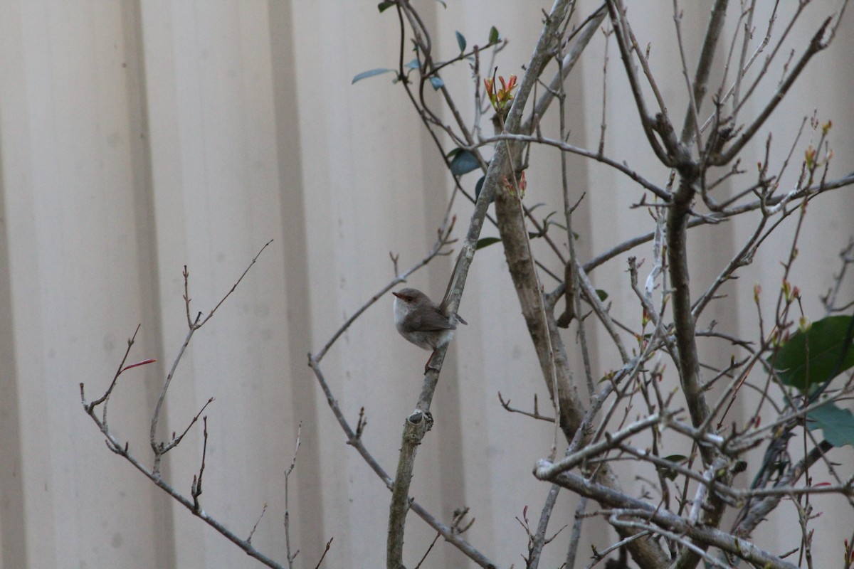 Superb Fairywren - ML642640089