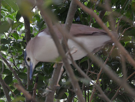 Nankeen Night Heron - ML642640095
