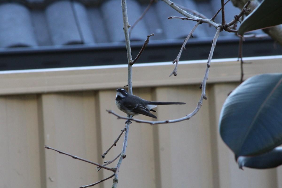 Gray Fantail - ML642640103