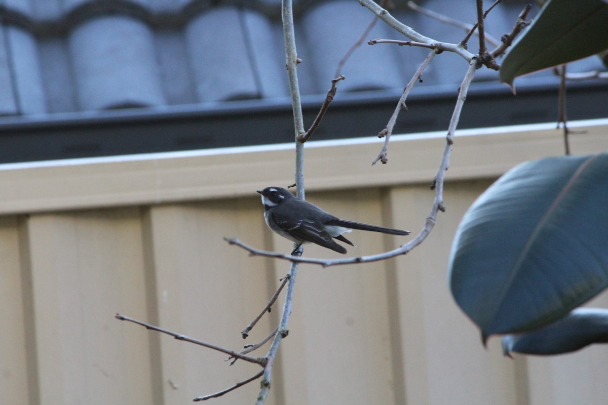 Gray Fantail - ML642640104