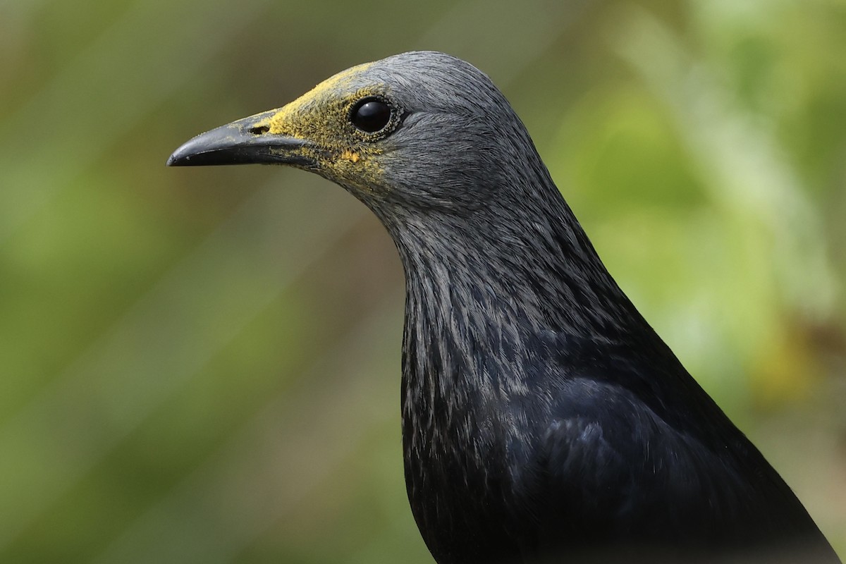 Red-winged Starling - ML642640109