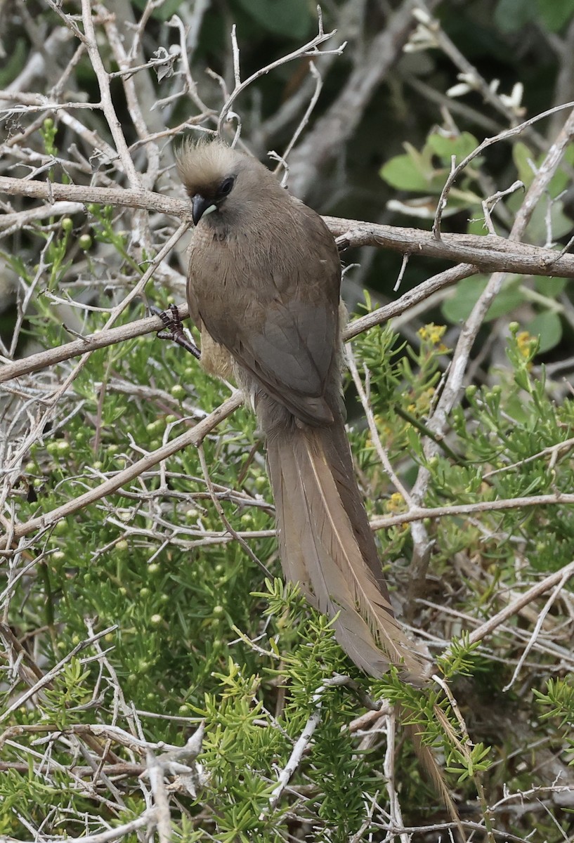 Speckled Mousebird - ML642640112