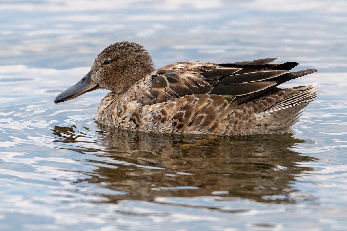 Cinnamon Teal - ML642640116