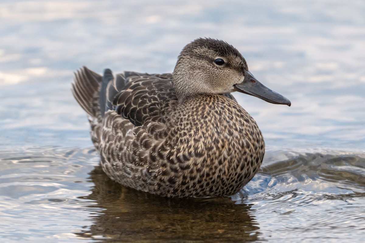 Blue-winged Teal - ML642640125
