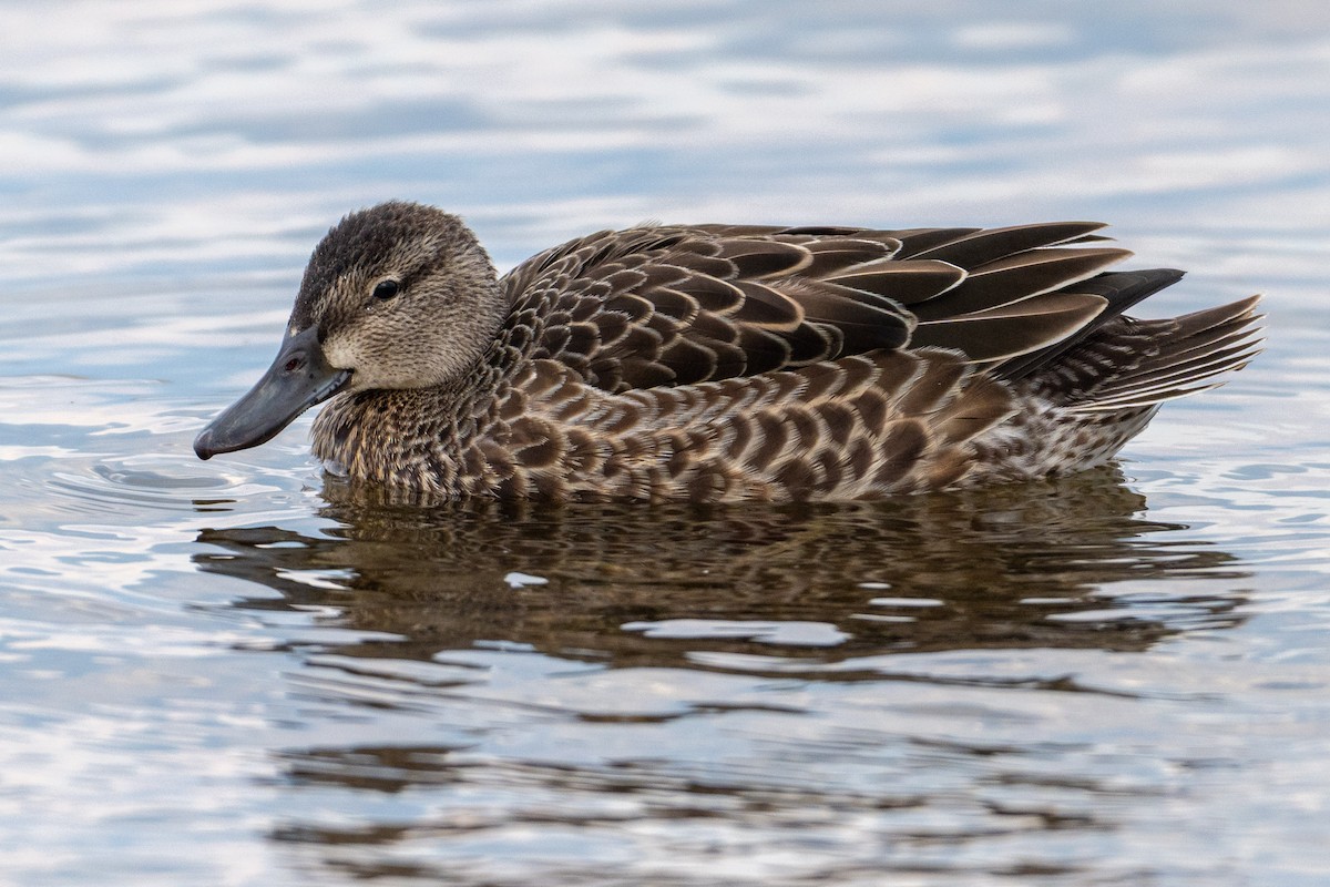 Blue-winged Teal - ML642640126