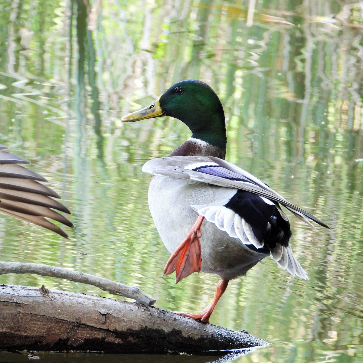 Mallard - ML642640128