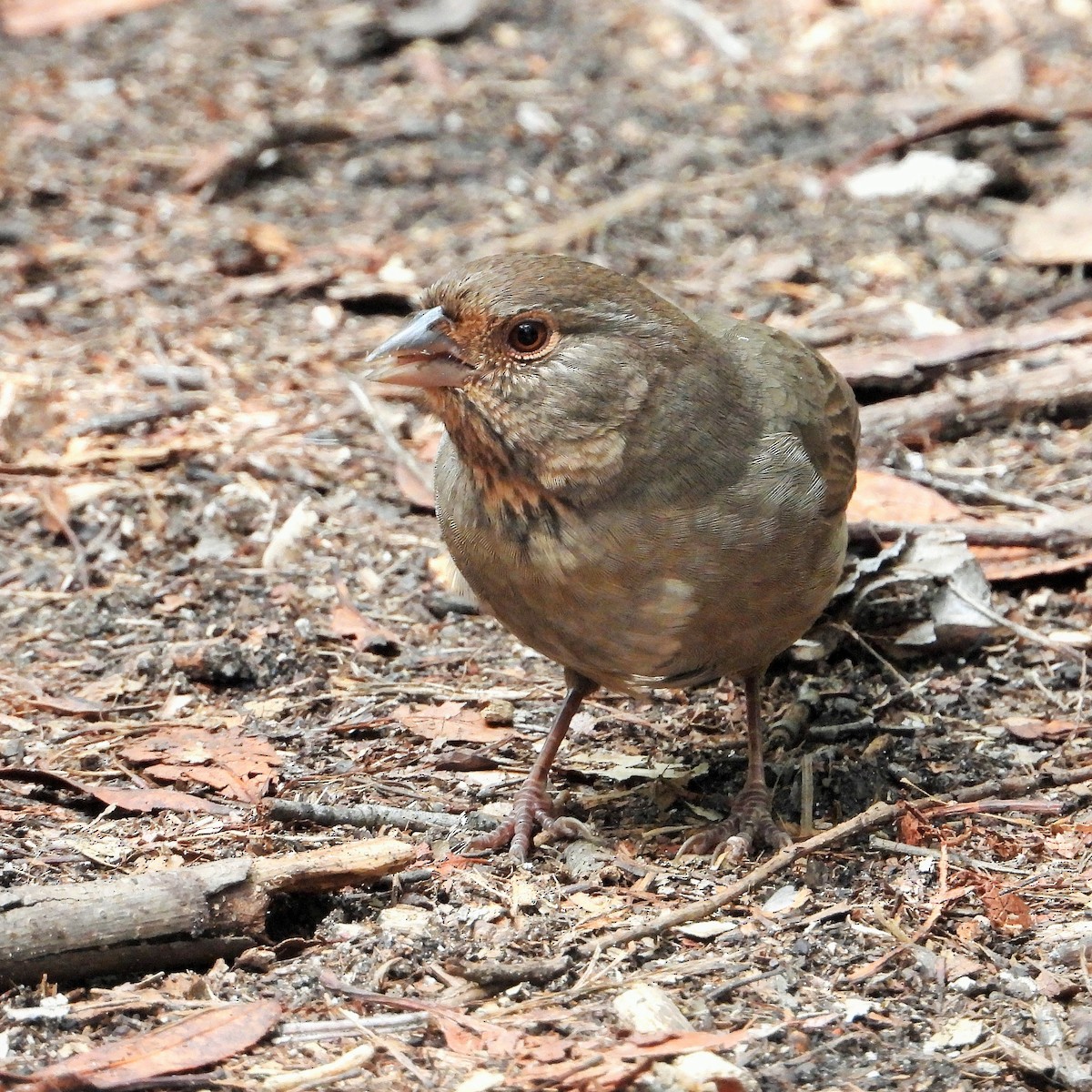 California Towhee - ML642640142