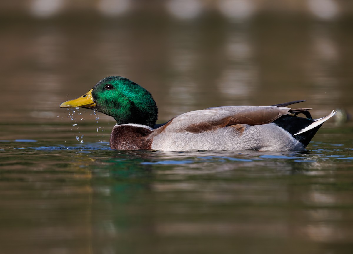 Mallard - ML642640143