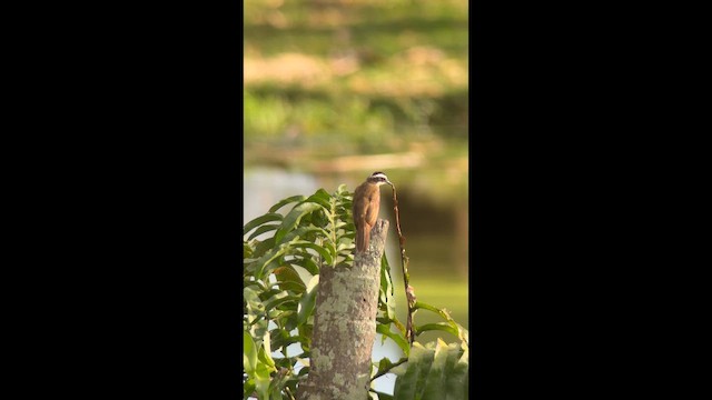 Lesser Kiskadee - ML642640173