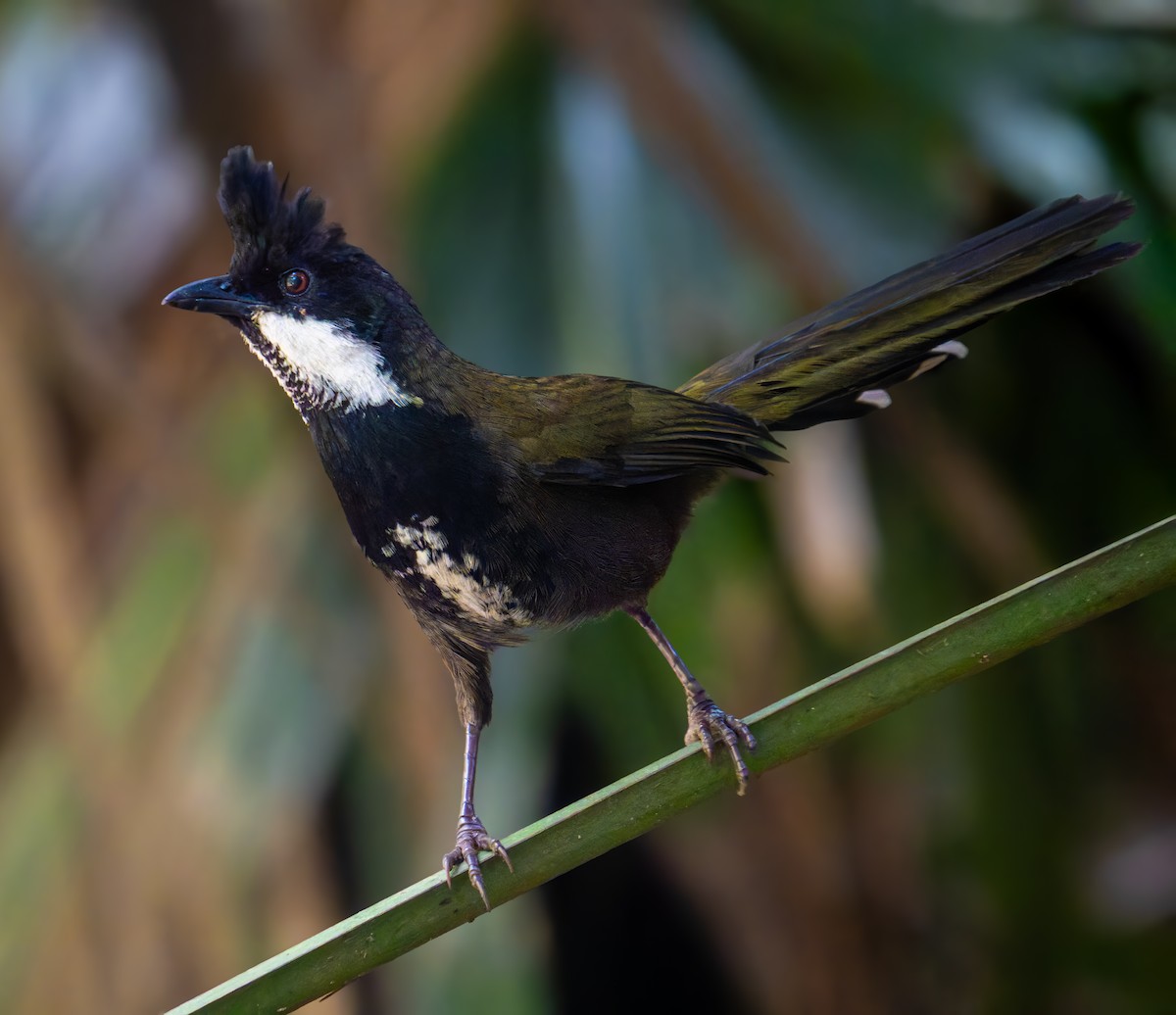 Eastern Whipbird - ML642640175