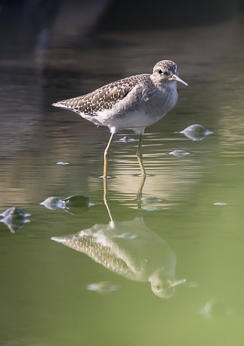 Kuliska (Tringa) sp. - ML642640180