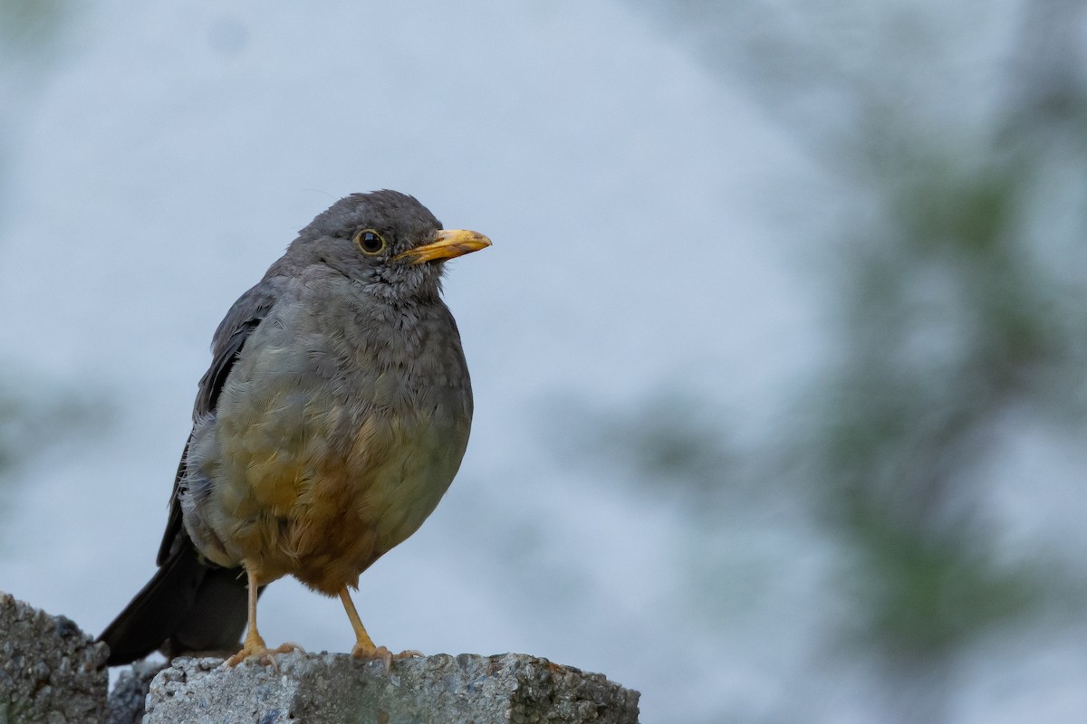 Karoo Thrush - ML642640199
