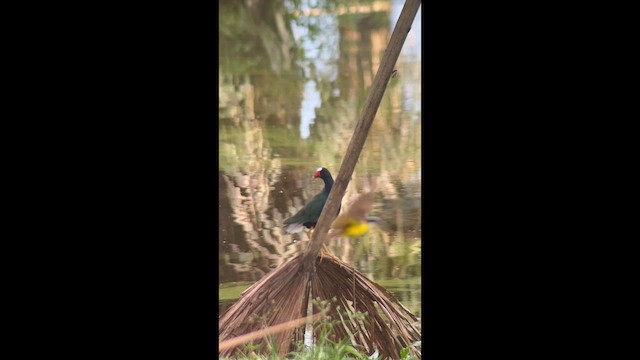 Purple Gallinule - ML642640210