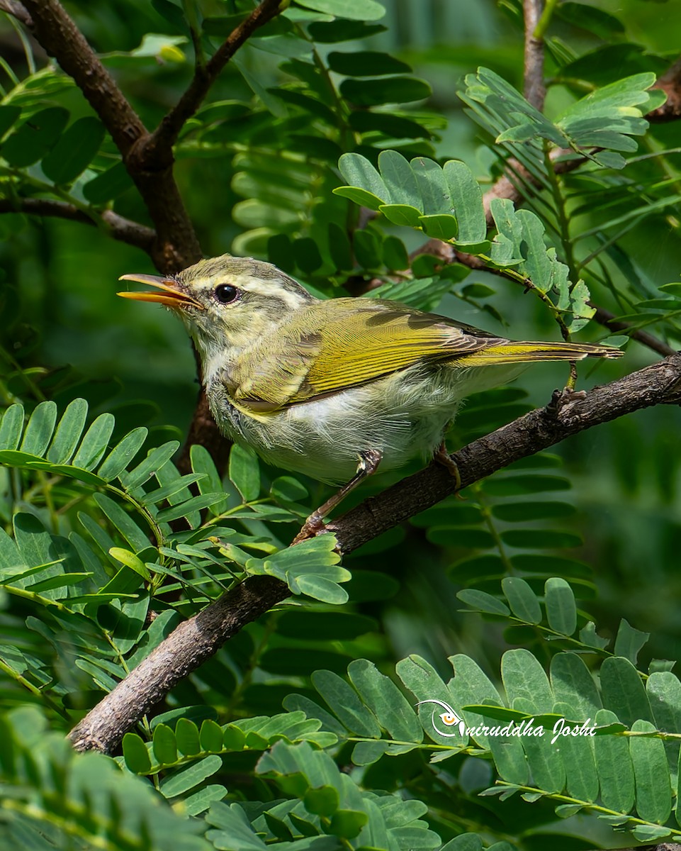 Western Crowned Warbler - ML642640214