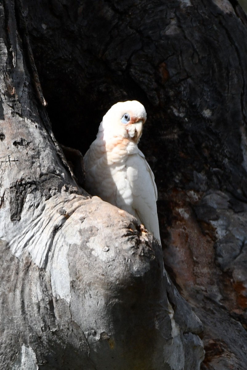 Long-billed Corella - ML642640307