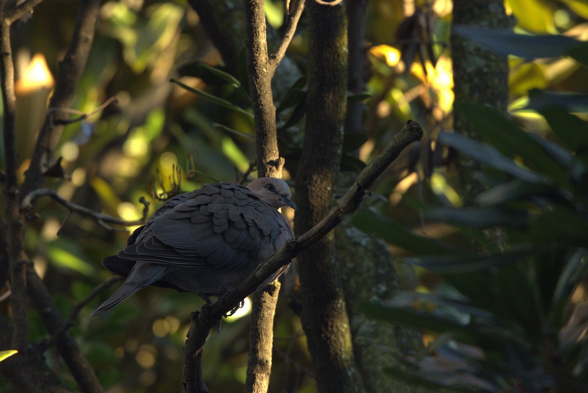 Red-eyed Dove - ML642640308