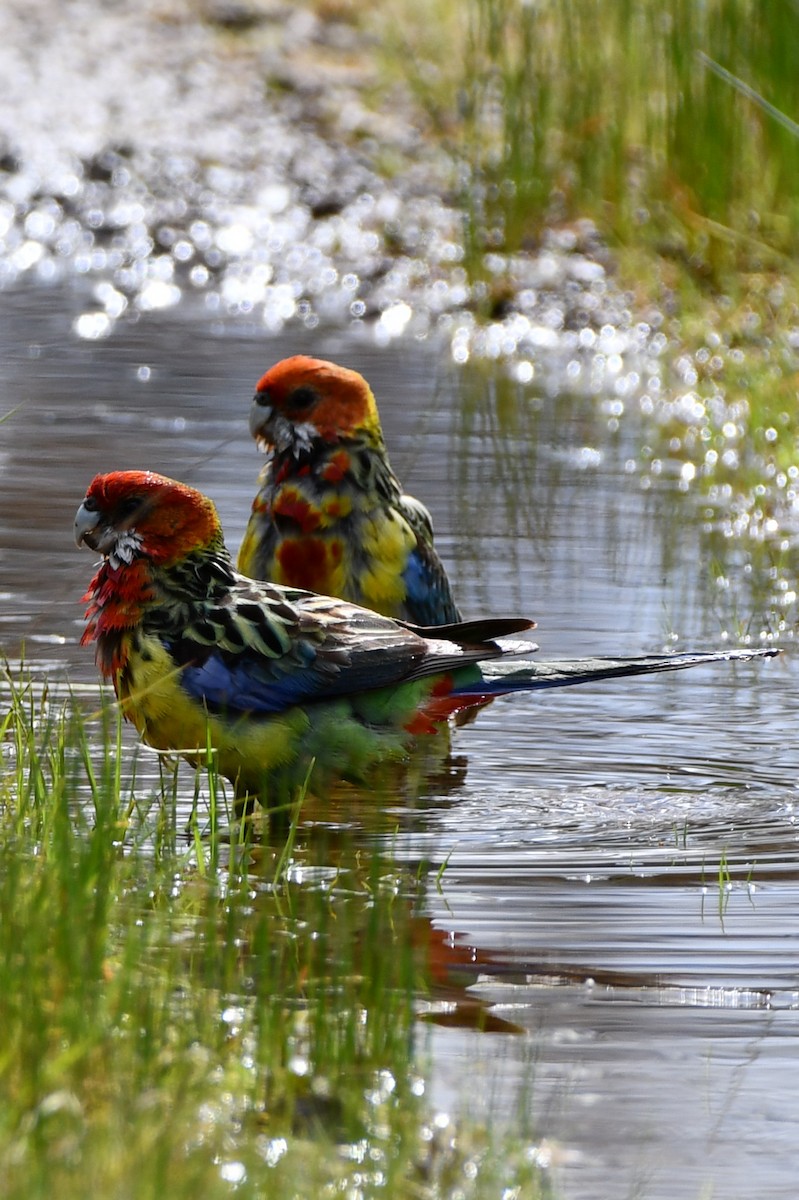 Eastern Rosella - ML642640309