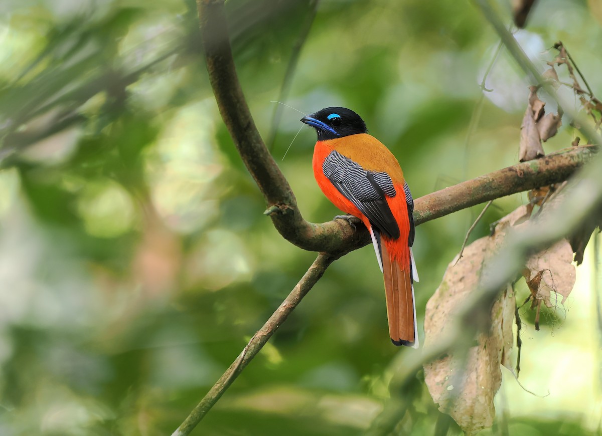 Scarlet-rumped Trogon - ML642640315