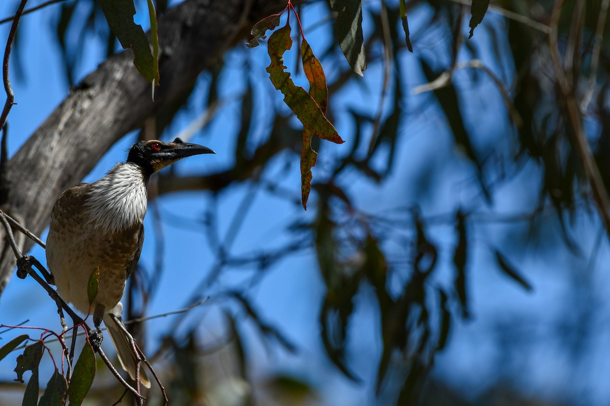 Noisy Friarbird - ML642640318