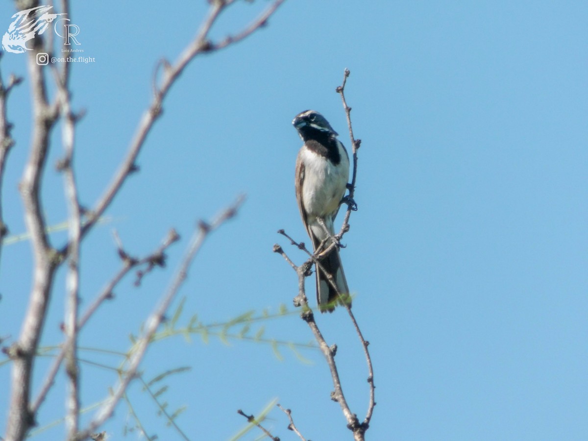 Black-throated Sparrow - ML642640319