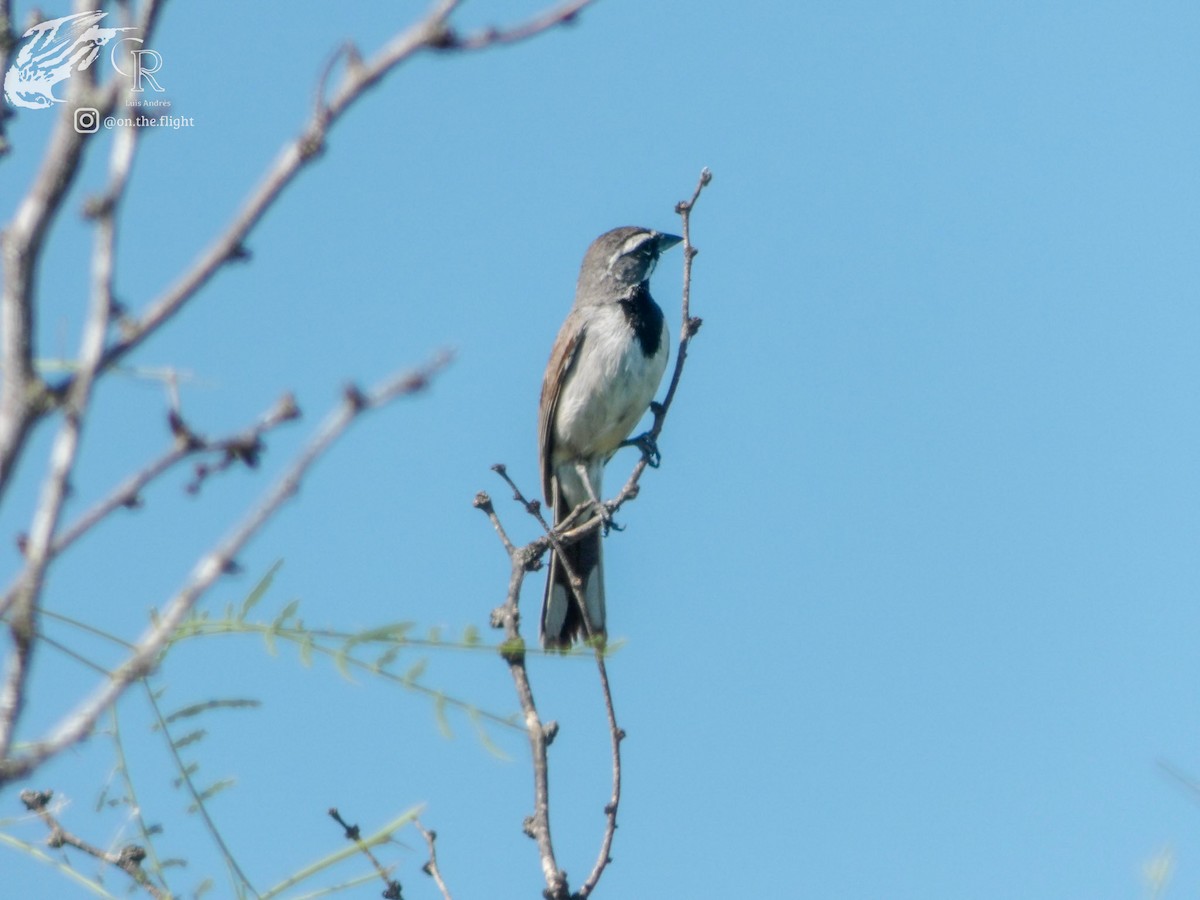 Black-throated Sparrow - ML642640320