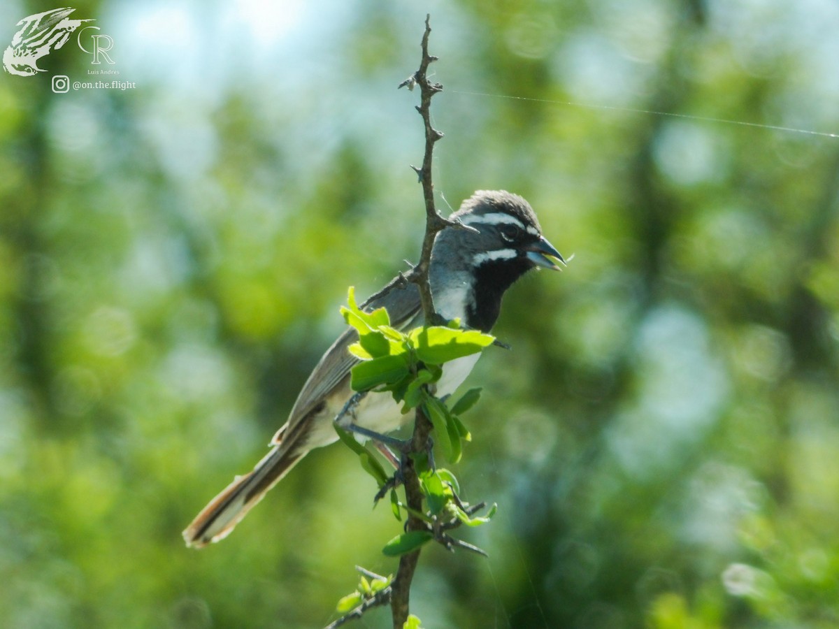Black-throated Sparrow - ML642640321